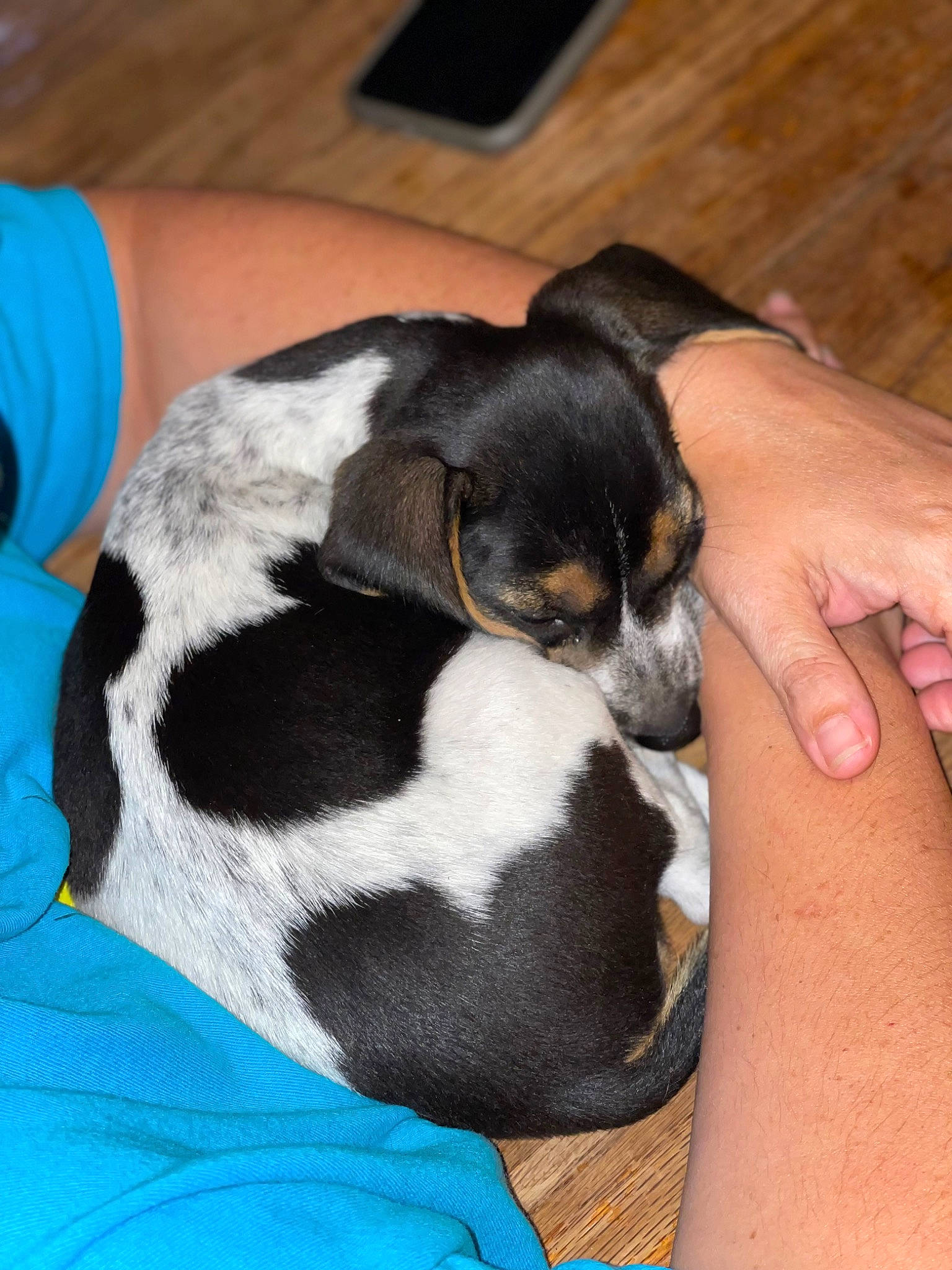 Dixie joined the competition — help win amazing prizes! bernese_mountain_dog, blue, canidae, carnivore, chilean_fox_terrier, comfort, companion_dog, dog, dog_breed, finger, fur, hand, human_leg, nail, paw, puppy_love, snout, sporting_group, toy_dog, wrist