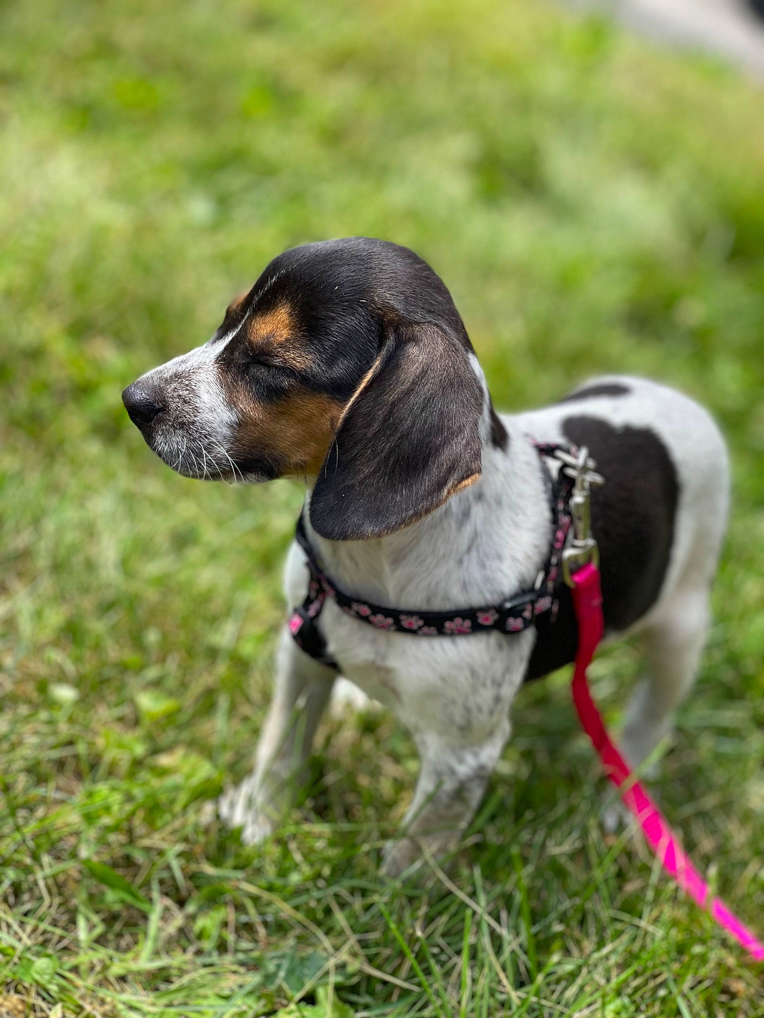 Dixie joined the competition — help win amazing prizes! carnivore, collar, companion_dog, dog, dog_breed, dog_collar, fawn, grass, hound, hunting_dog, leash, scent_hound, sporting_group, terrestrial_animal, whiskers, working_animal, working_dog