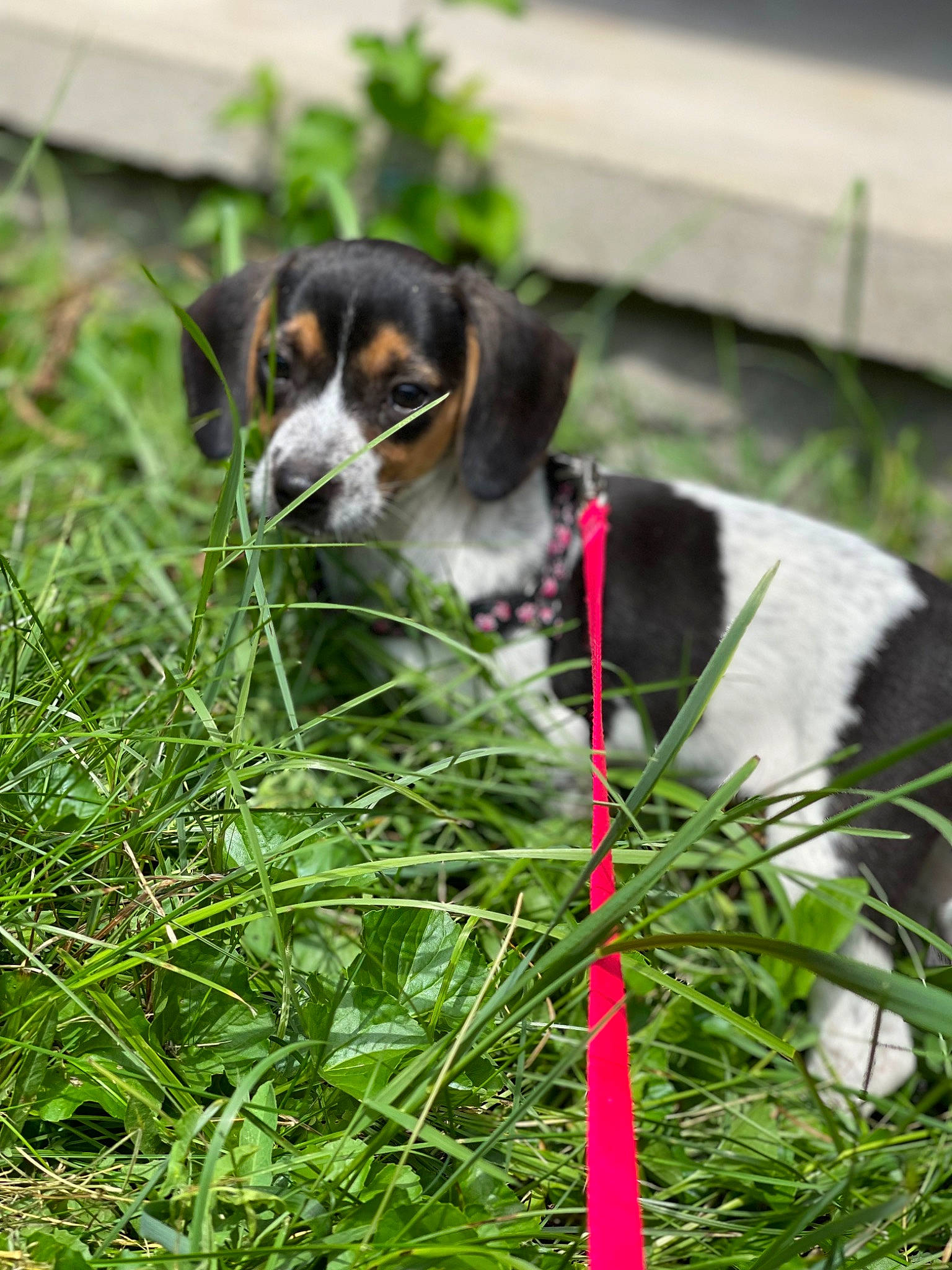 Dixie is registered to the contest to win money with this photo: bernese_mountain_dog, canidae, carnivore, chilean_fox_terrier, collar, companion_dog, dog, dog_breed, dog_collar, grass, groundcover, herding_dog, leash, plant, snout, sporting_group, tail, whiskers, working_animal, working_dog