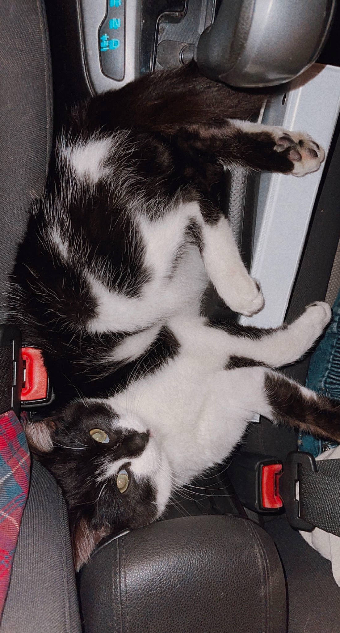 Jalepeno is registered to the contest to win money with this photo: audio_equipment, auto_part, canidae, carnivore, cat, claw, comfort, domestic_short_haired_cat, felidae, fender, foot, fur, human_leg, lap, paw, small_to_medium_sized_cats, snout, tail, thigh, whiskers