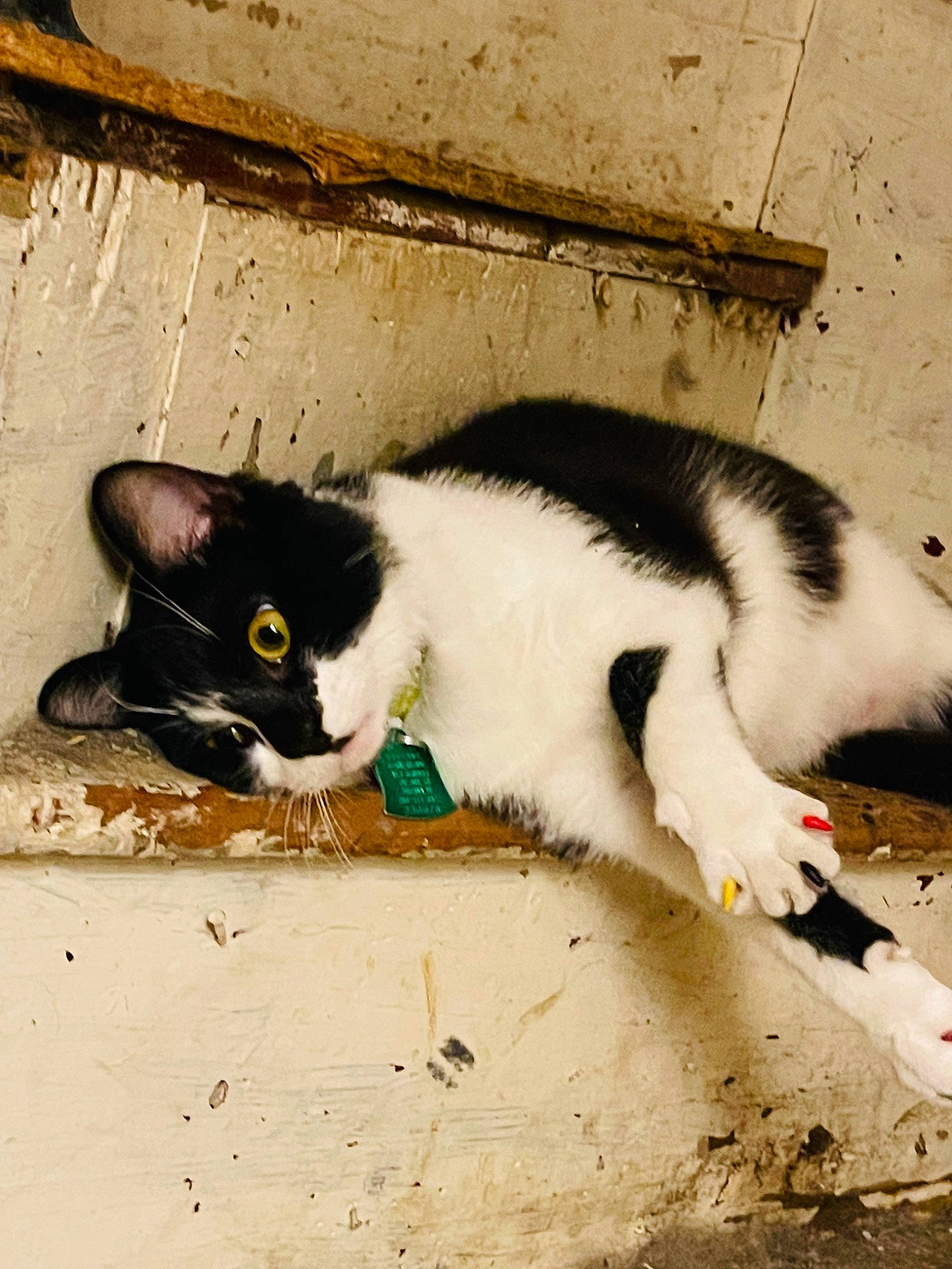 Jalepeno is registered to the contest to win money with this photo: art, carnivore, cat, domestic_short_haired_cat, eye, felidae, foot, fur, head, mammal, paw, road_surface, sand, shadow, small_to_medium_sized_cats, snout, tail, tints_and_shades, vertebrate, whiskers