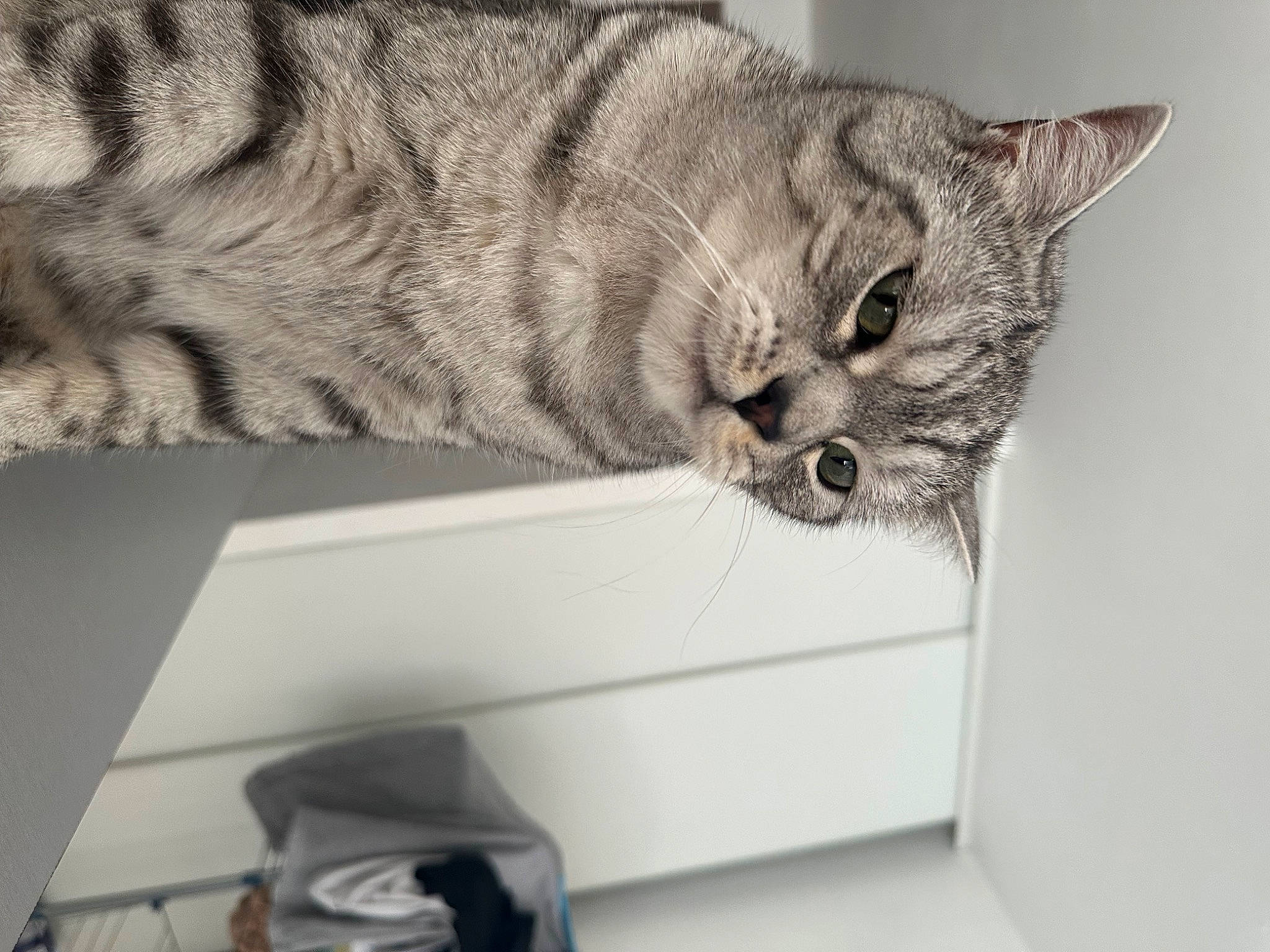 Snook a rejoint le concours — aidez-le/la à gagner de superbes lots ! carnivore, cat, claw, comfort, domestic_short_haired_cat, felidae, fur, grey, monochrome, monochrome_photography, output_device, paw, room, sitting, small_to_medium_sized_cats, snout, tail, whiskers