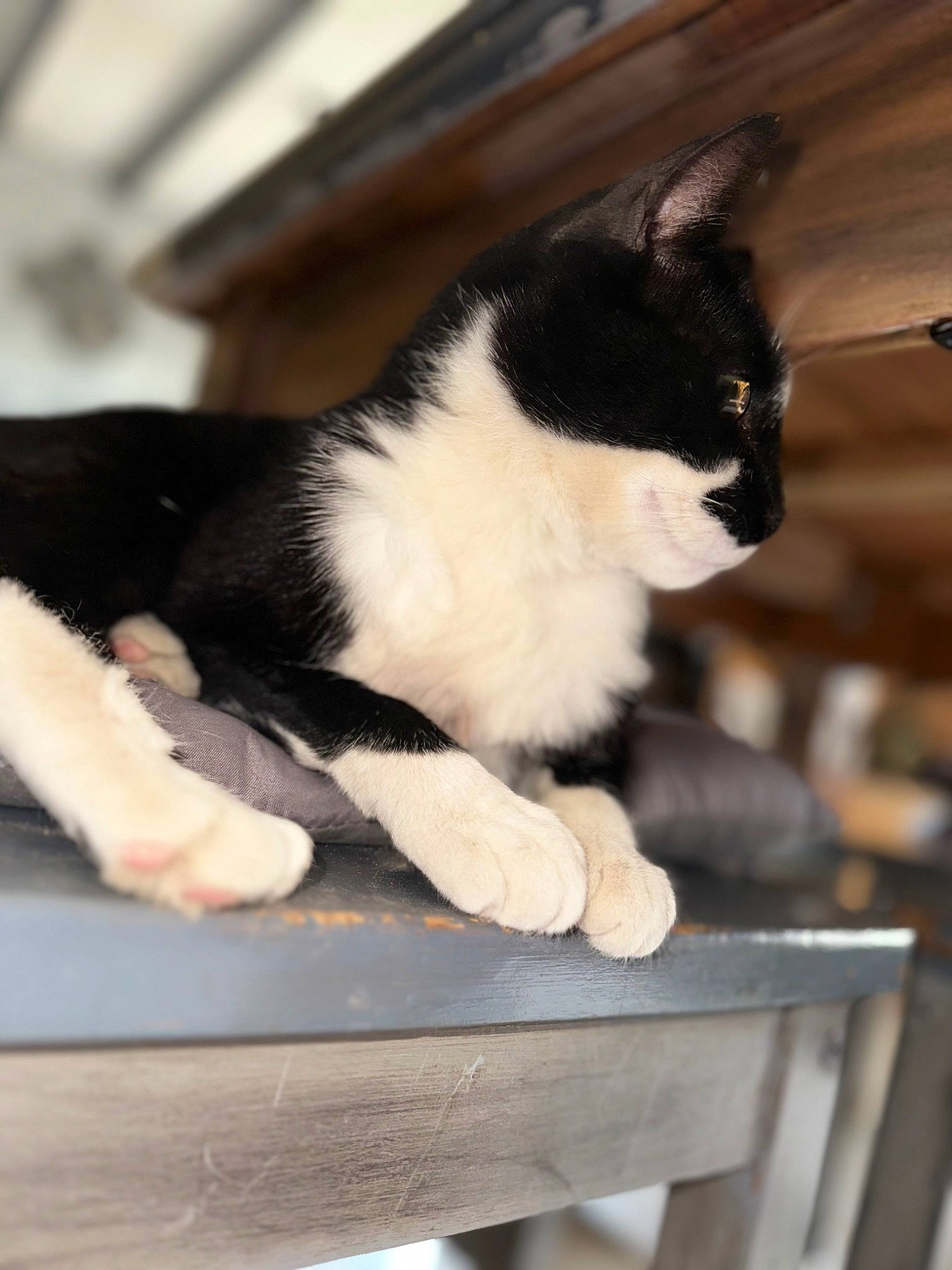 Oreo a rejoint le concours — aidez-le/la à gagner de superbes lots ! carnivore, cat, comfort, domestic_short_haired_cat, eye, felidae, formal_wear, fur, paw, sitting, small_to_medium_sized_cats, snout, table, tail, tree, whiskers, window, wood