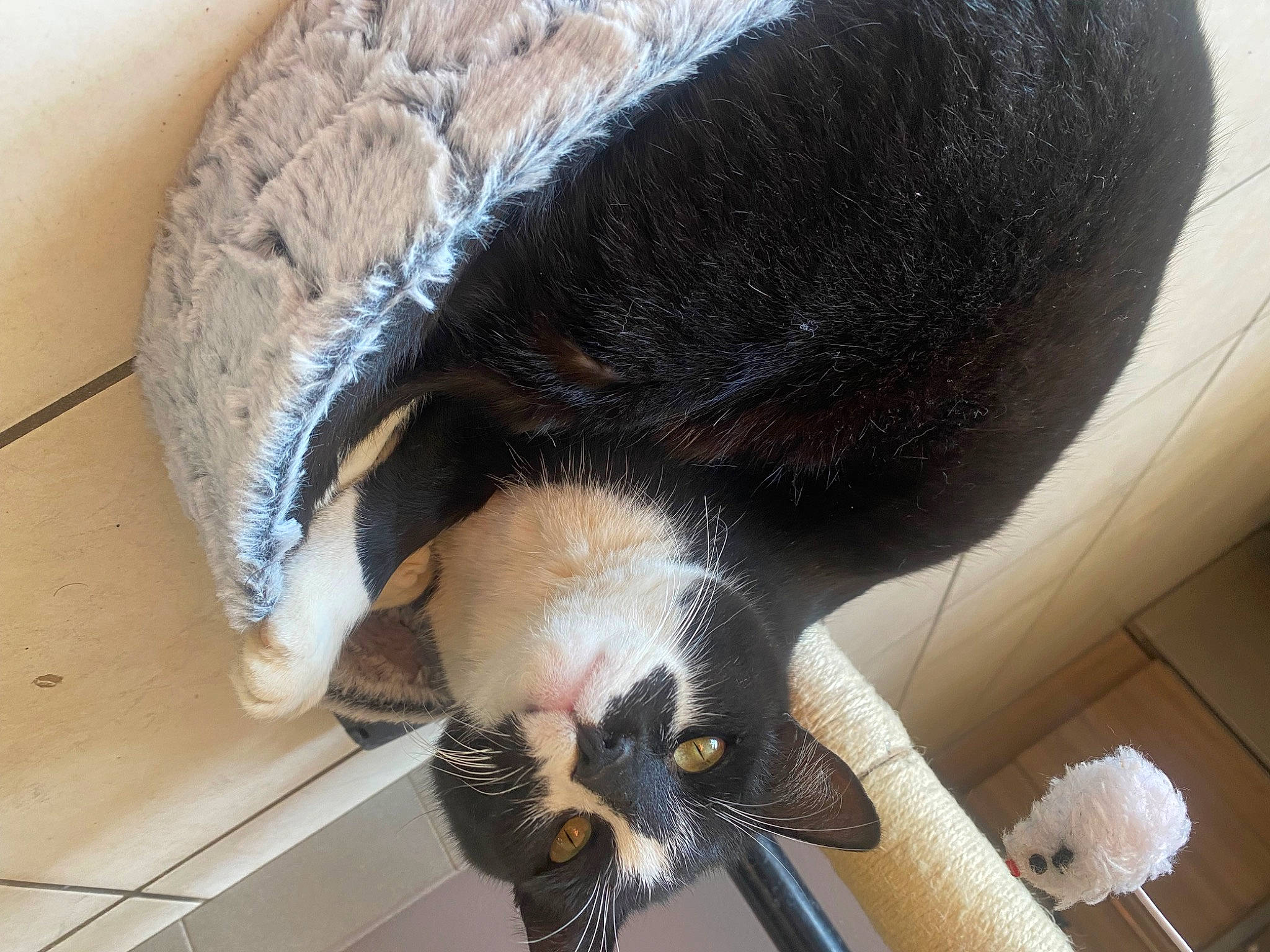 Oreo a rejoint le concours — aidez-le/la à gagner de superbes lots ! canidae, carnivore, cat, cat_supply, claw, comfort, dog_breed, domestic_short_haired_cat, fawn, felidae, foot, fur, paw, pet_supply, small_to_medium_sized_cats, snout, sporting_group, tail, whiskers, wood