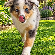 Locky participe au concours pour gagner de l'argent avec cette photo : adorable, animal, australian_shepherd, backyard, blue_eyes, dog, flowers, fluffy, front_view, garden, grass, lawn, outdoor, pet, portrait, puppy, sunlight, tongue_out, tri_color, walking