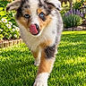 adorable, animal, australian_shepherd, backyard, blue_eyes, dog, flowers, fluffy, front_view, garden, grass, lawn, outdoor, pet, portrait, puppy, sunlight, tongue_out, tri_color, walking