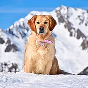 Yalla participe au concours pour gagner de l'argent avec cette photo : animal, blue_sky, canine, cold, collar, daytime, dog, fluffy, fur, golden_retriever, landscape, mountain, nature, outdoor, pet, portrait, sitting, sky, snow, winter