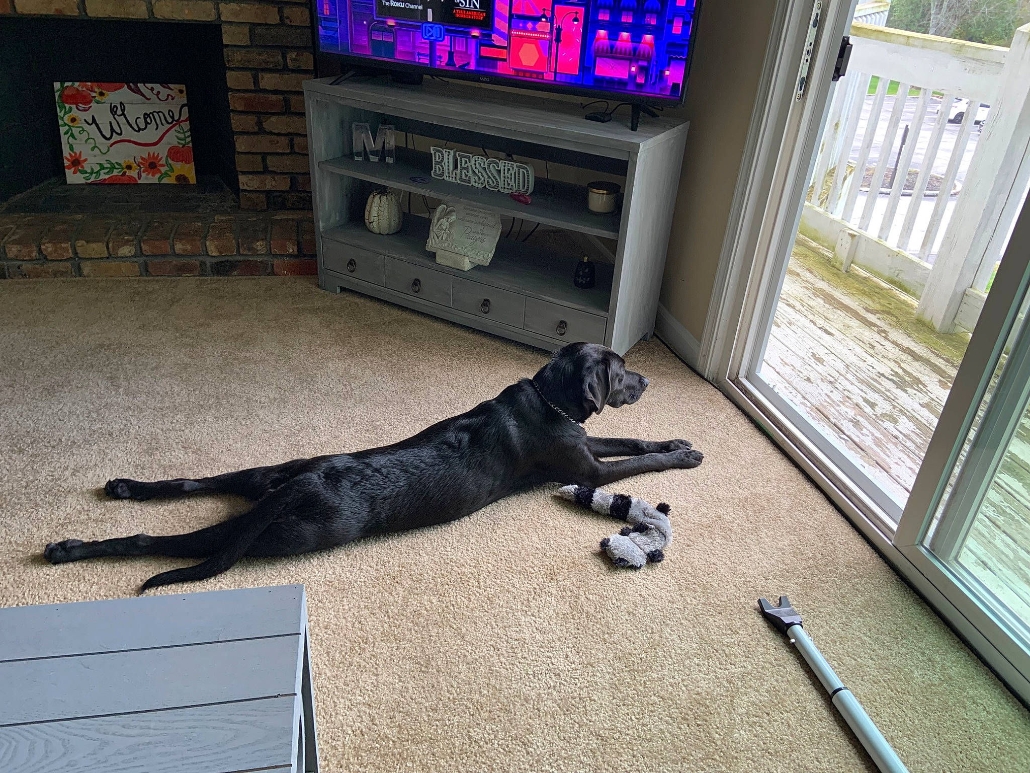 Isla is registered to the contest to win money with this photo: canidae, carmine, carnivore, comfort, companion_dog, dog, dog_breed, door, floor, flooring, guard_dog, hardwood, machine, room, snout, sporting_group, tail, window, wood, working_animal