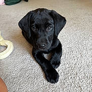 Louie joined the competition — help win amazing prizes! puppy, dog, black_dog, indoor, carpet, toy, pet, cute, animal, laying_down, looking_up, young_dog, floor, domestic_animal, companion, fur, ears, nose, paws, playful