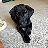 puppy, dog, black_dog, indoor, carpet, toy, pet, cute, animal, laying_down, looking_up, young_dog, floor, domestic_animal, companion, fur, ears, nose, paws, playful
