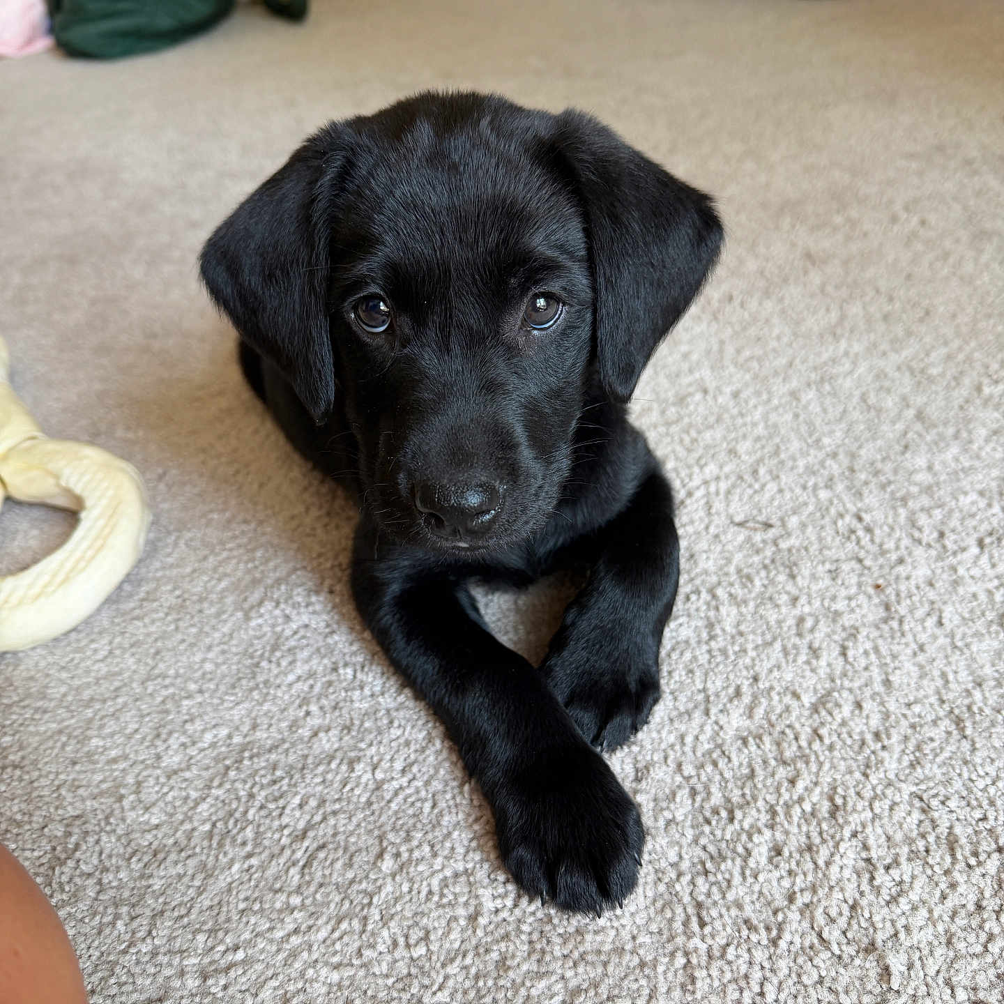 Louie