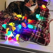 Trixie joined the competition — help win amazing prizes! abyssinian, animal, bed, blanket, cat, computer, couch, device, electronics, furniture, kitten, laundry, light, lighting, machine, manx, pet, purple, sphere, spoke