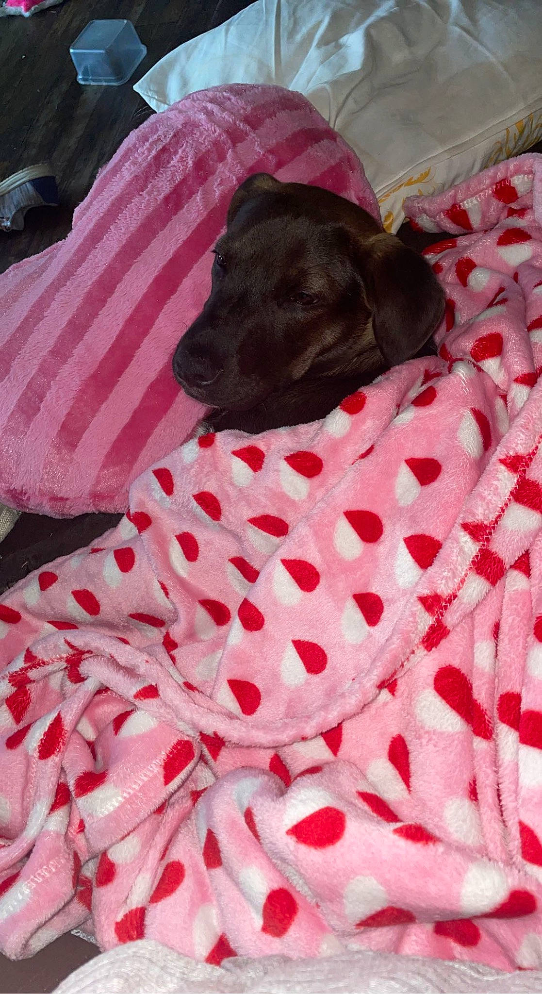 Maddie is registered to the contest to win money with this photo: carmine, carnivore, collar, comfort, companion_dog, dog, dog_breed, dog_collar, dog_supply, gun_dog, linens, magenta, pattern, pet_supply, pink, red, sleeve, sporting_group, terrestrial_animal, working_animal