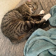 Lillie is registered to the contest to win money with this photo: cat, tabby, sleeping, couch, blanket, cozy, fur, pet, indoor, relaxed, whiskers, paws, curled_up, nap, soft, domestic_animal, feline, resting, cute, home