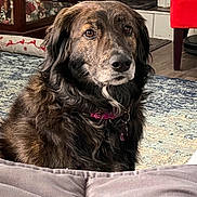 Ember joined the competition — help win amazing prizes! dog, pet, indoor, collar, fur, brown_fur, carpet, rug, furniture, couch, decor, living_room, animal, canine, domestic_animal, portrait, sitting, household, mammal, companion