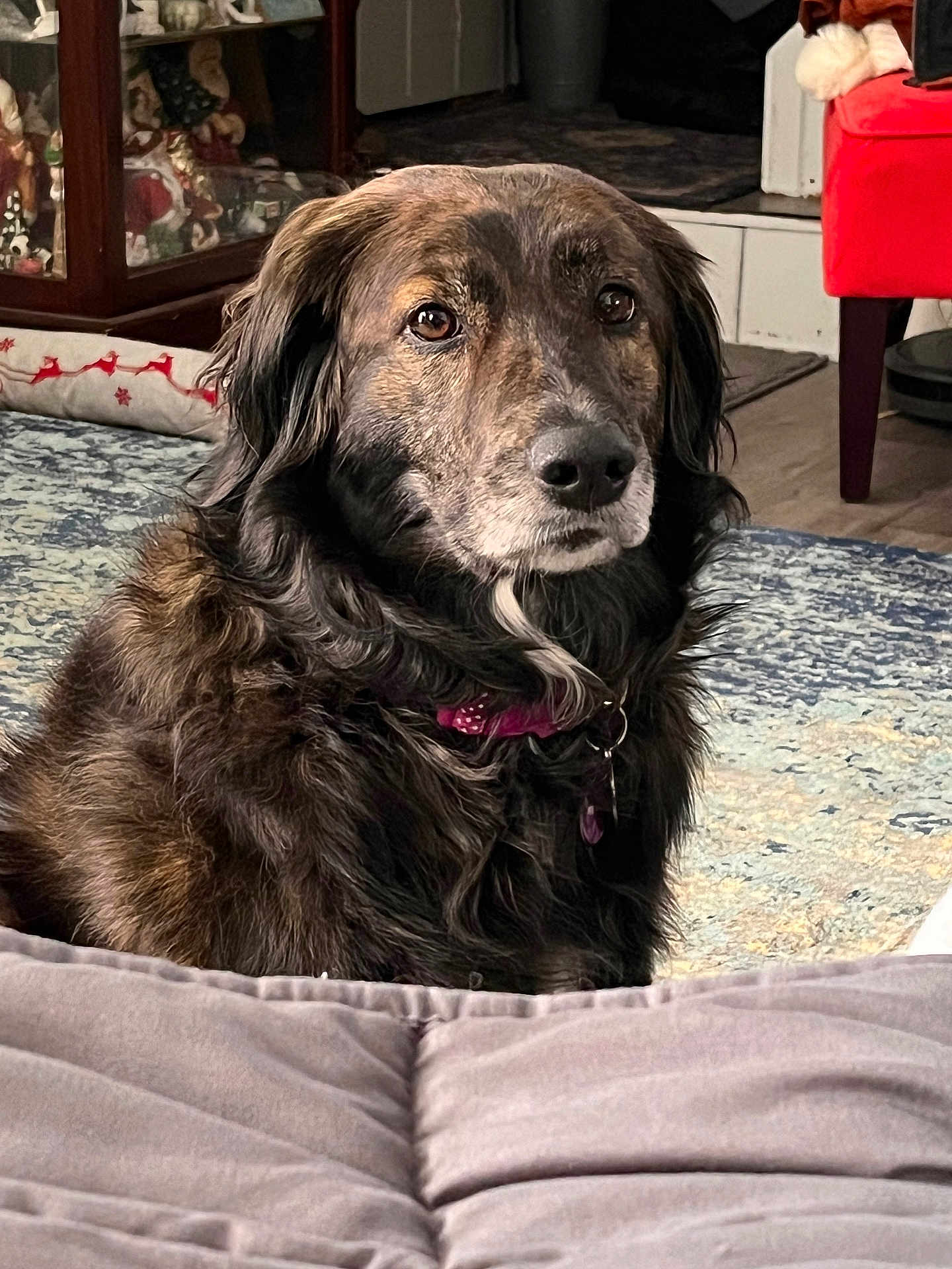 Ember joined the competition — help win amazing prizes! dog, pet, indoor, collar, fur, brown_fur, carpet, rug, furniture, couch, decor, living_room, animal, canine, domestic_animal, portrait, sitting, household, mammal, companion