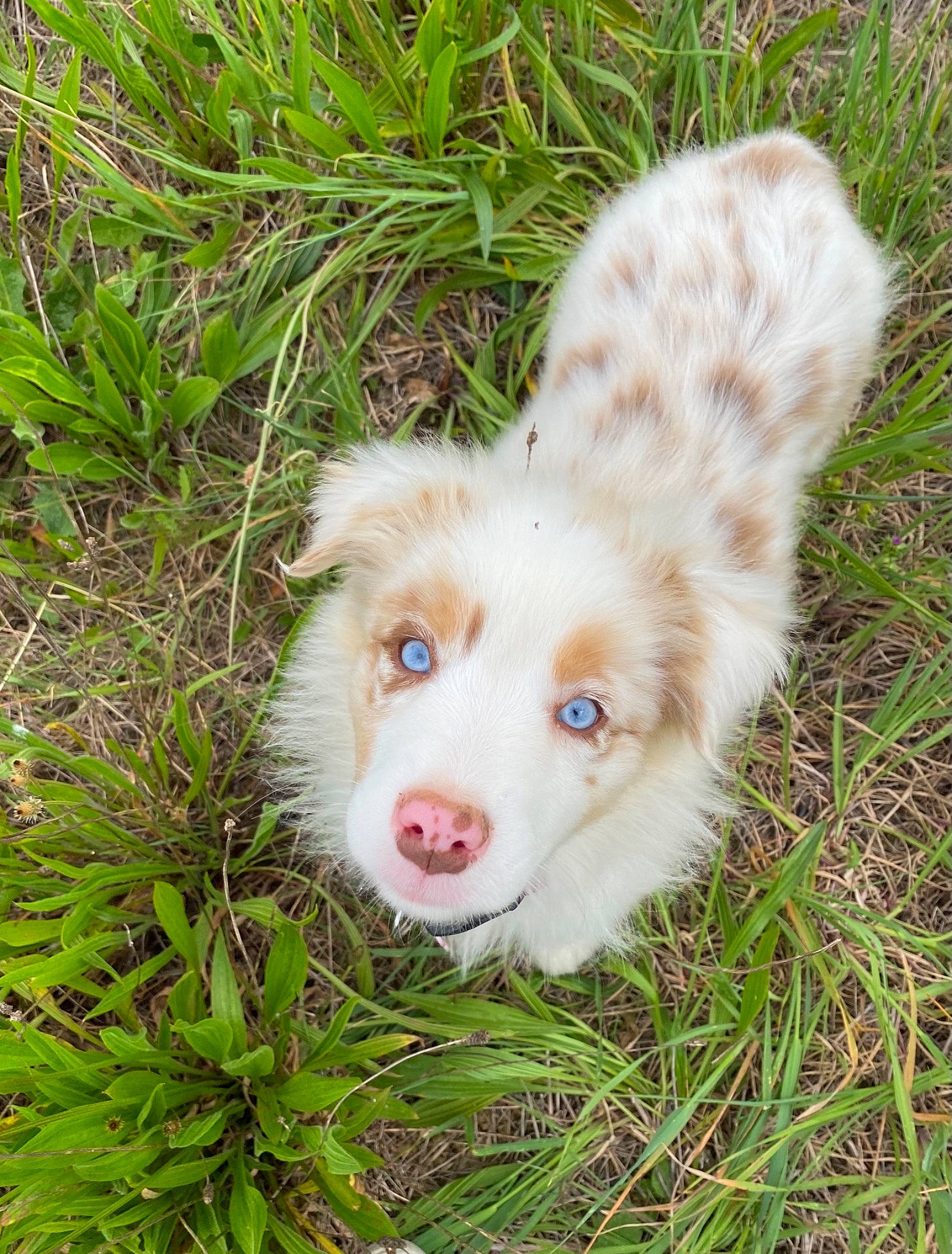 Iska participe au concours pour gagner de l'argent avec cette photo : canidae, carnivore, companion_dog, dog, dog_breed, fawn, fur, grass, grassland, groundcover, hierochloe, liver, plant, poales, sedge_family, sporting_group, terrestrial_animal, terrestrial_plant, whiskers