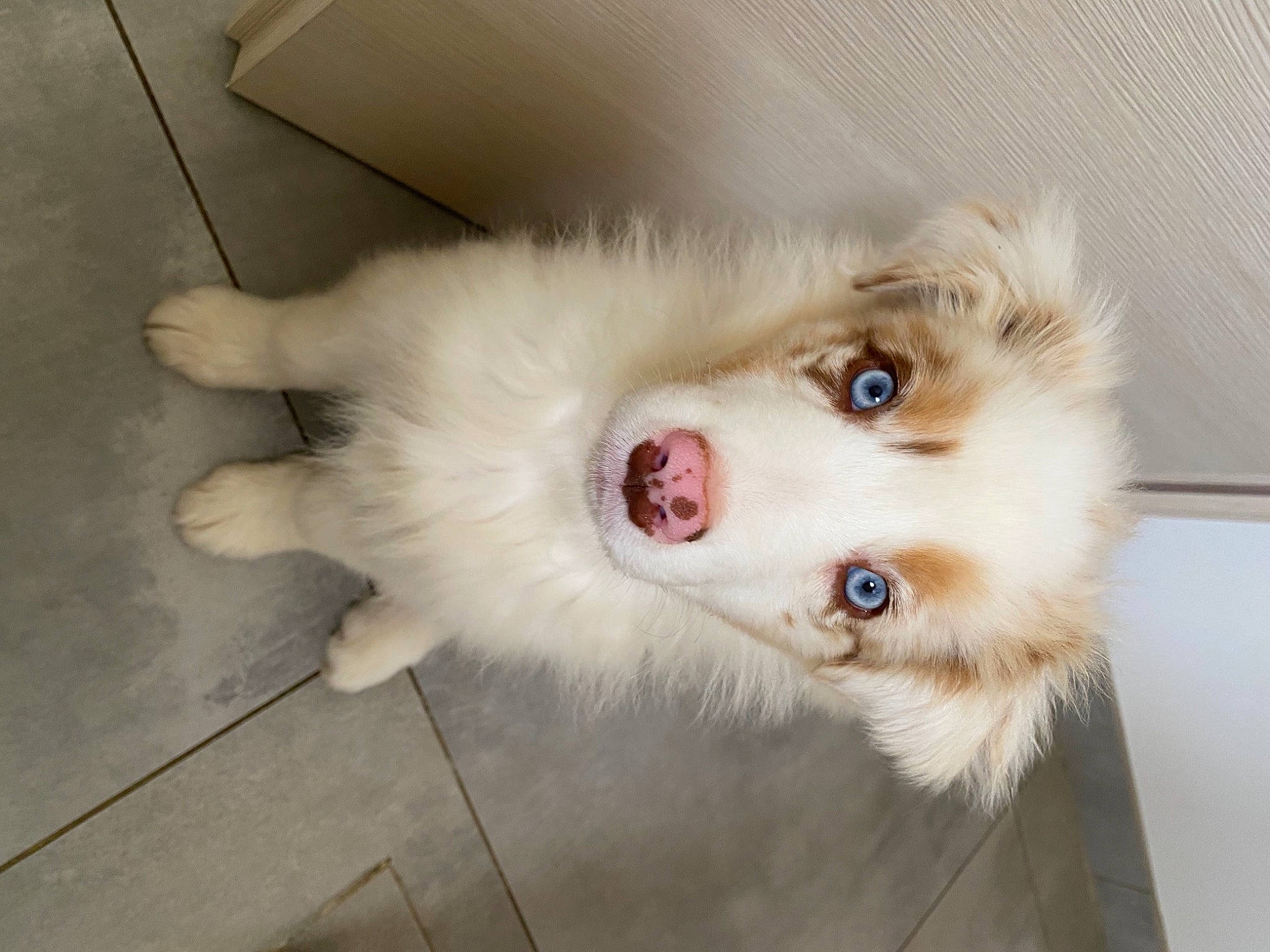 Iska a rejoint le concours — aidez-le/la à gagner de superbes lots ! canidae, carnivore, companion_dog, dog, dog_breed, ear, fang, fawn, felidae, flooring, fur, german_spitz, paw, small_to_medium_sized_cats, snout, sporting_group, tile_flooring, volpino_italiano, whiskers, working_animal