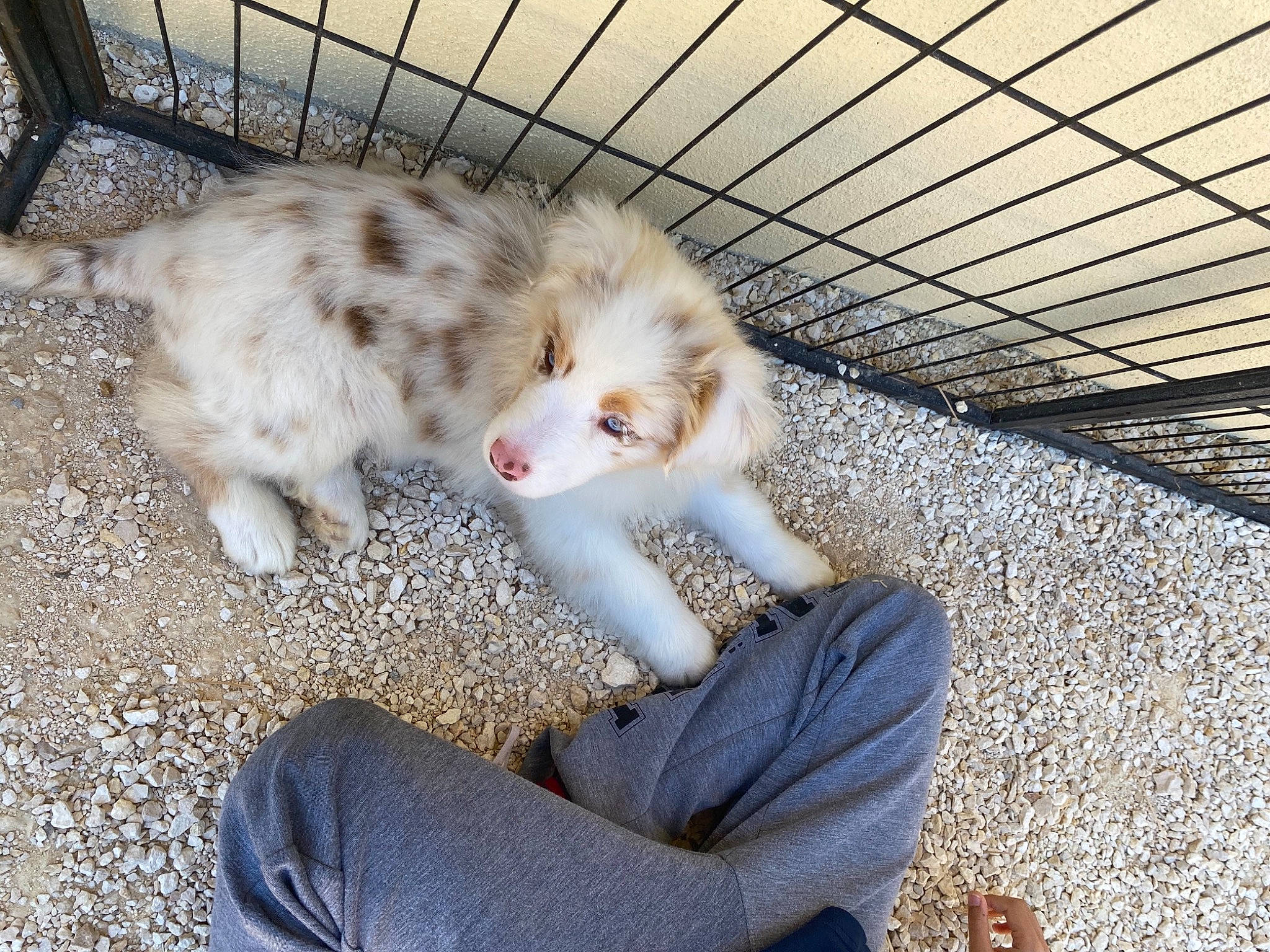 Iska a rejoint le concours — aidez-le/la à gagner de superbes lots ! carnivore, comfort, companion_dog, denim, dog_breed, domestic_rabbit, domestic_short_haired_cat, fawn, felidae, ferret, fur, mammal, paw, rabbit, rabbits_and_hares, small_to_medium_sized_cats, snout, sporting_group, tail, whiskers