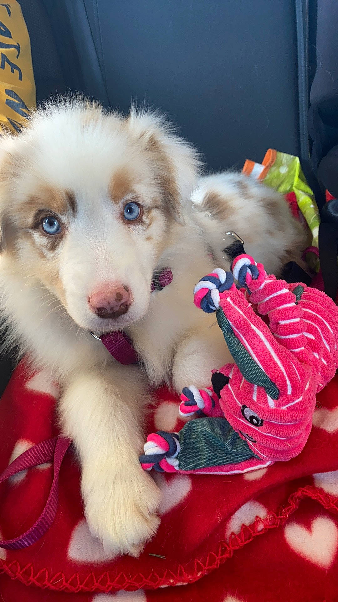 Iska a rejoint le concours — aidez-le/la à gagner de superbes lots ! canidae, carmine, carnivore, companion_dog, dog, dog_breed, dog_supply, event, fawn, fur, paw, pet_supply, snout, sporting_group, working_animal, working_dog