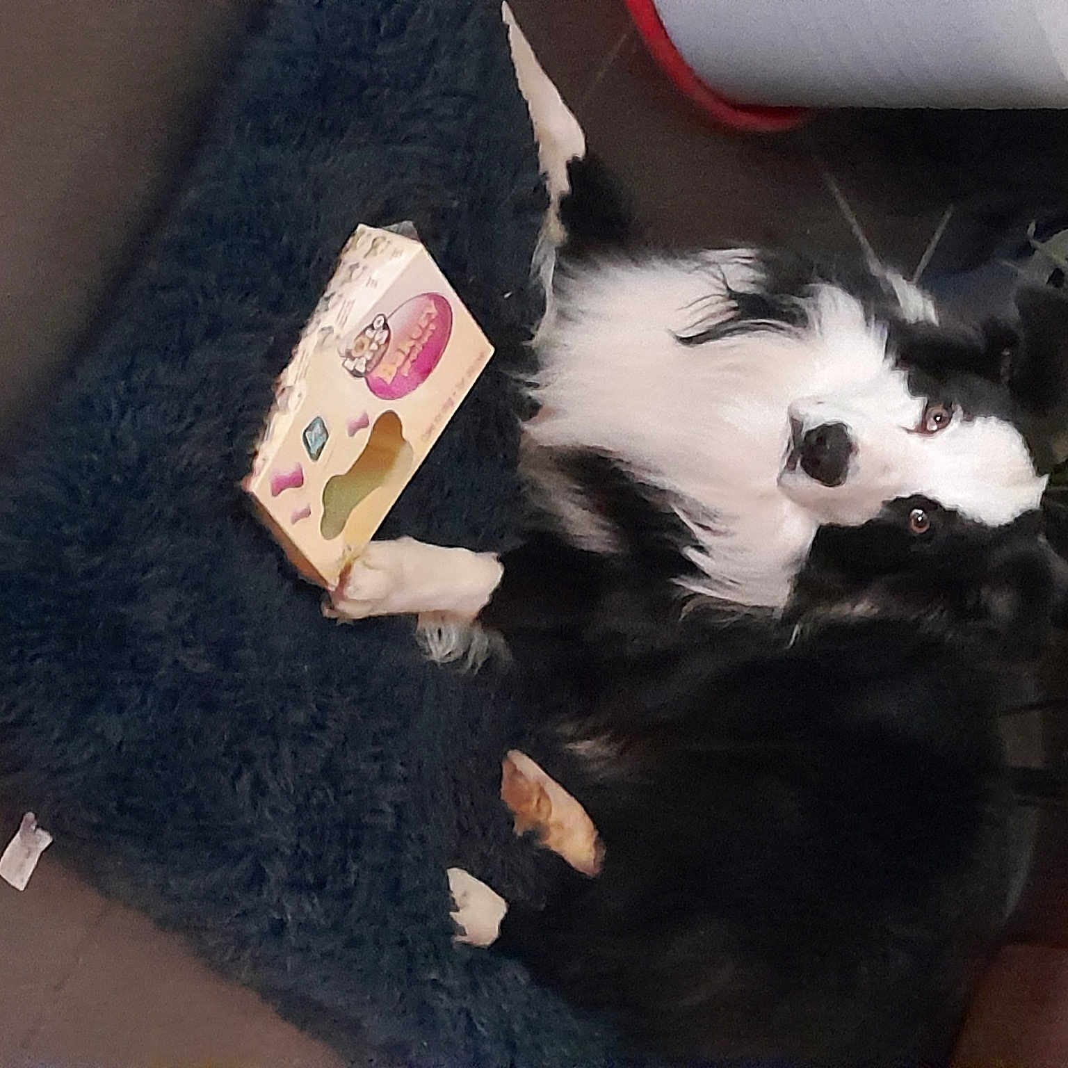 Solo a rejoint le concours — aidez-le/la à gagner de superbes lots ! box, carmine, carnivore, cat, chair, comfort, companion_dog, dog_breed, felidae, flooring, formal_wear, fur, hardwood, plant, sitting, small_to_medium_sized_cats, sporting_group, tail, vertebrate, whiskers