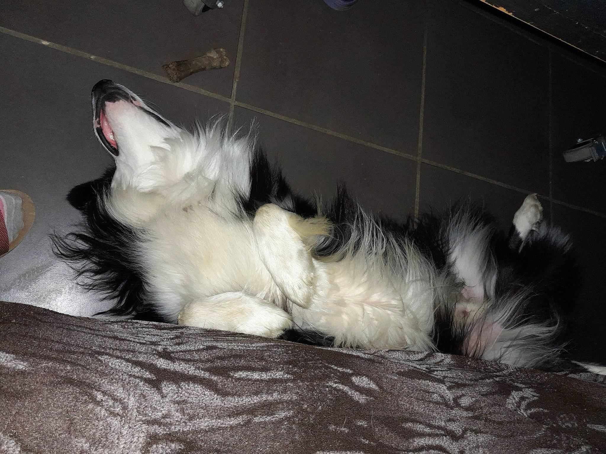 Solo a rejoint le concours — aidez-le/la à gagner de superbes lots ! carnivore, cat, claw, comfort, companion_dog, dog_breed, domestic_short_haired_cat, felidae, flooring, foot, fur, grey, human_leg, nap, paw, small_to_medium_sized_cats, snout, tail, whiskers