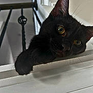 Hershey joined the competition — help win amazing prizes! animal, black_cat, cat, close_up, curious, cute, domestic_cat, feline, fur, house, indoor, looking, paw, pet, portrait, railing, resting, staircase, whiskers, yellow_eyes