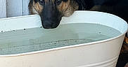 Roxy joined the competition — help win amazing prizes! dog, puppy, german_shepherd, water, tub, white_tub, outdoor, tile_floor, resting, head, ears, black_and_tan, pet, animal, canine, looking, calm, metal_tub, background, closeup
