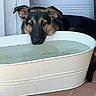 dog, puppy, german_shepherd, water, tub, white_tub, outdoor, tile_floor, resting, head, ears, black_and_tan, pet, animal, canine, looking, calm, metal_tub, background, closeup