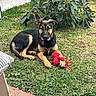 Roxy joined the competition — help win amazing prizes! dog, puppy, german_shepherd, grass, toy, plush_toy, outdoor, plant, bush, pet, animal, garden, ears, collar, tag, greenery, nature, young_dog, cute, resting