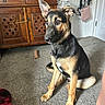 Roxy is registered to the contest to win money with this photo: dog, german_shepherd, puppy, pet, indoor, carpet, furniture, cabinet, collar, ears, sitting, brown, black, curious, animal, floor, room, household, toy, blanket