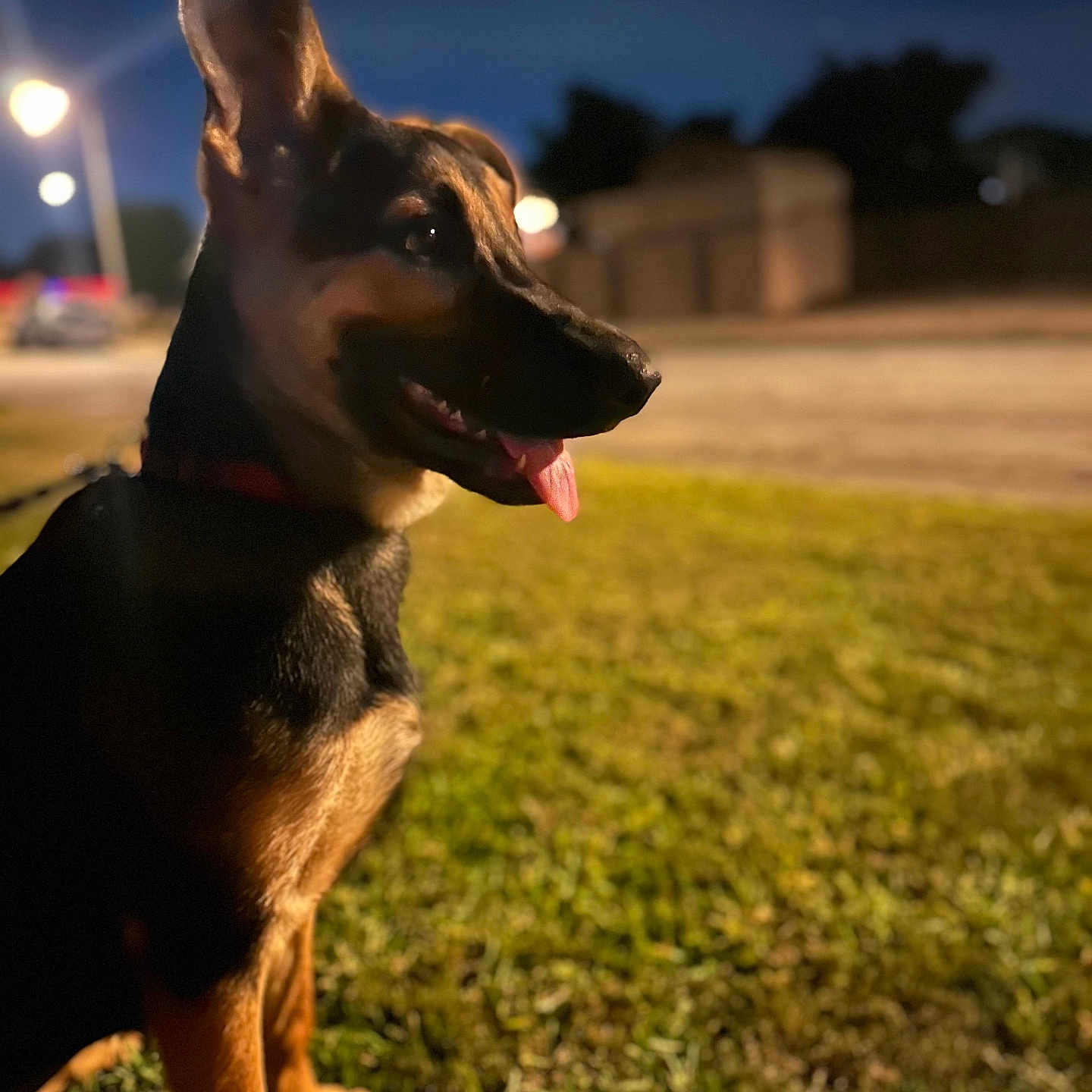 Roxy is registered to the contest to win money with this photo: dog, grass, night, outdoor, pet, canine, tongue_out, ears, animal, streetlight, blur, background, collar, happy, sitting, side_view, brown, black, evening, cute