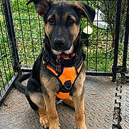 Roxy joined the competition — help win amazing prizes! dog, puppy, orange_harness, fence, grass, outdoor, pet, animal, young_dog, sitting, curious, black_and_tan, leash_attachment, yard, nature, muzzle, ears, eyes, collar, ground
