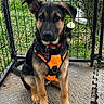 dog, puppy, orange_harness, fence, grass, outdoor, pet, animal, young_dog, sitting, curious, black_and_tan, leash_attachment, yard, nature, muzzle, ears, eyes, collar, ground