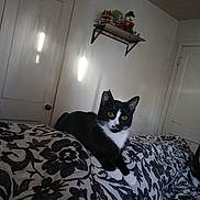 Lola is registered to the contest to win money with this photo: cat, black_and_white, indoor, couch, patterned_fabric, yellow_eyes, door, shelf, toys, furniture, pet, animal, curious, relaxed, home, wall, lighting, portrait, feline, domestic