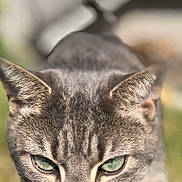 Daisy participe au concours pour gagner de l'argent avec cette photo : cat, tabby, feline, animal, pet, close_up, portrait, green_eyes, whiskers, ears, fur, striped_fur, gray_coat, pink_nose, focused, alert, outdoor, grass, blurred_background, walking