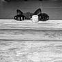 animal, black_and_white, black_cat, cat, claws, closeup, curious, ears, feline, floor, hidden, indoor, mischievous, paws, peeking, pet, playful, quiet, texture, wooden_surface