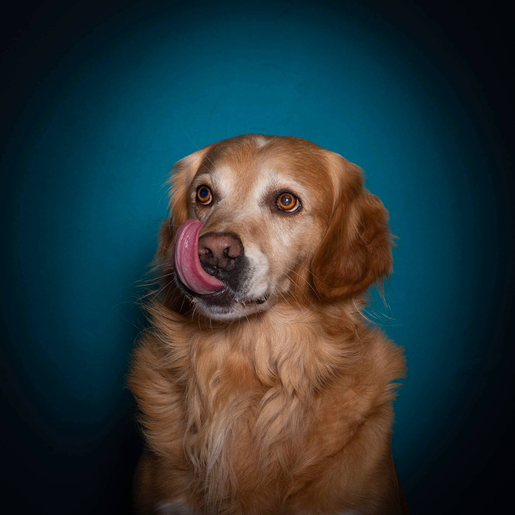 Joker participe au concours pour gagner de l'argent avec cette photo : canidae, carnivore, companion_dog, darkness, dog, dog_breed, ear, electric_blue, fawn, fur, golden_retriever, gun_dog, head, iris, liver, retriever, snout, sporting_group, whiskers, working_animal