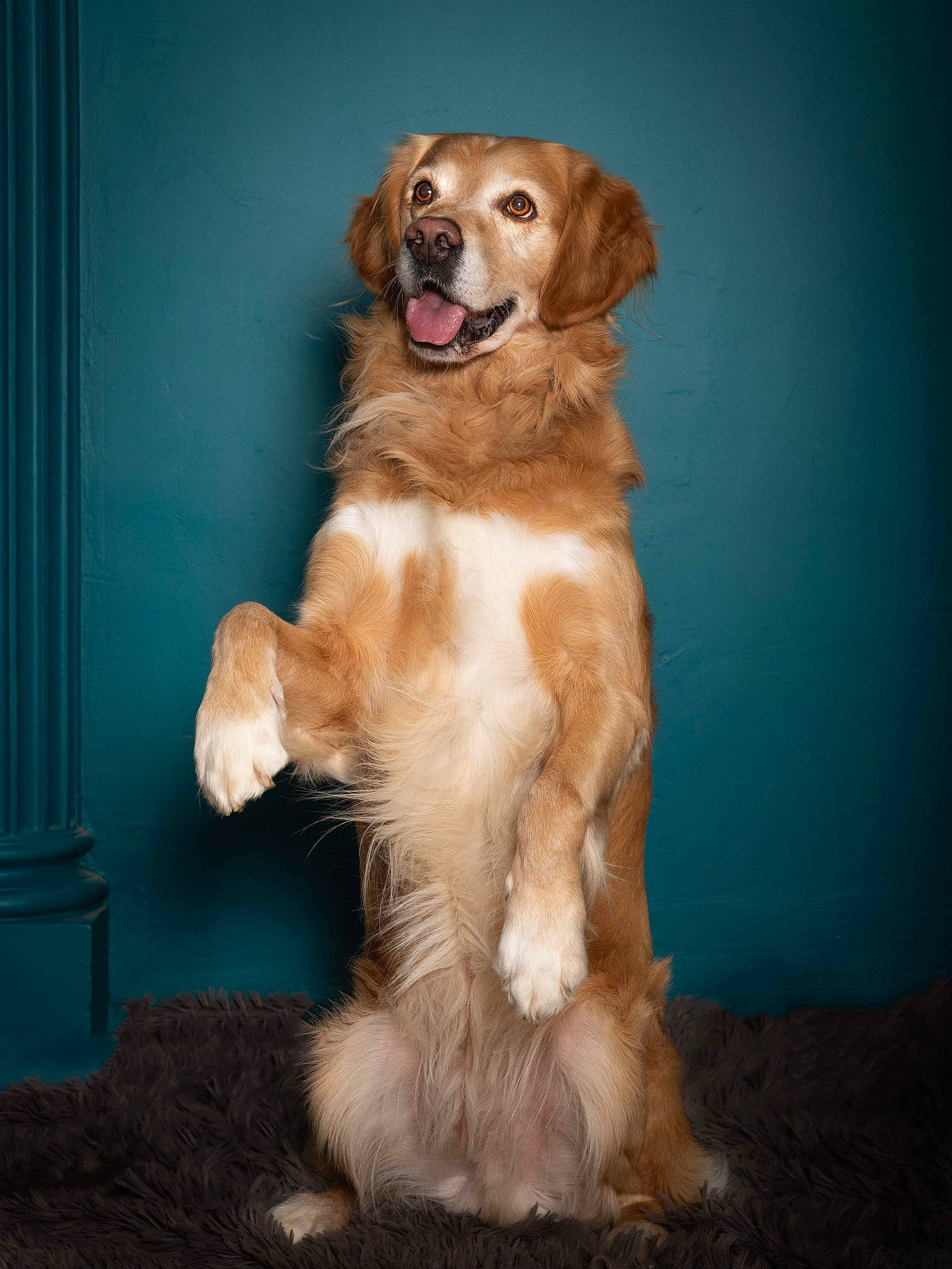 Joker participe au concours pour gagner de l'argent avec cette photo : ball, canidae, carnivore, companion_dog, dog, dog_breed, door, durango_boot, fawn, fur, gun_dog, paw, pet_supply, retriever, snout, sporting_group, tail, whiskers, working_animal, working_dog