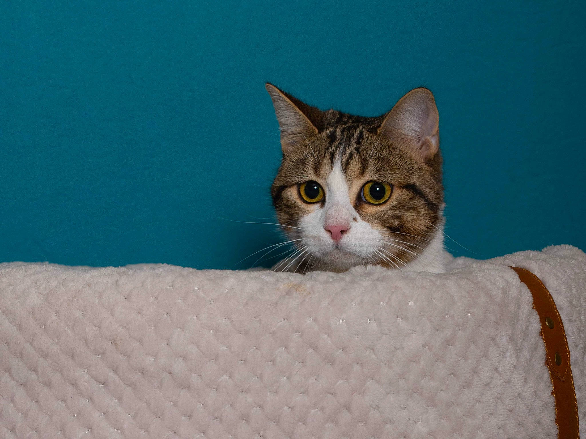 Saphir a rejoint le concours — aidez-le/la à gagner de superbes lots ! carnivore, cat, comfort, domestic_short_haired_cat, fawn, felidae, fur, paw, small_to_medium_sized_cats, snout, tail, whiskers, window