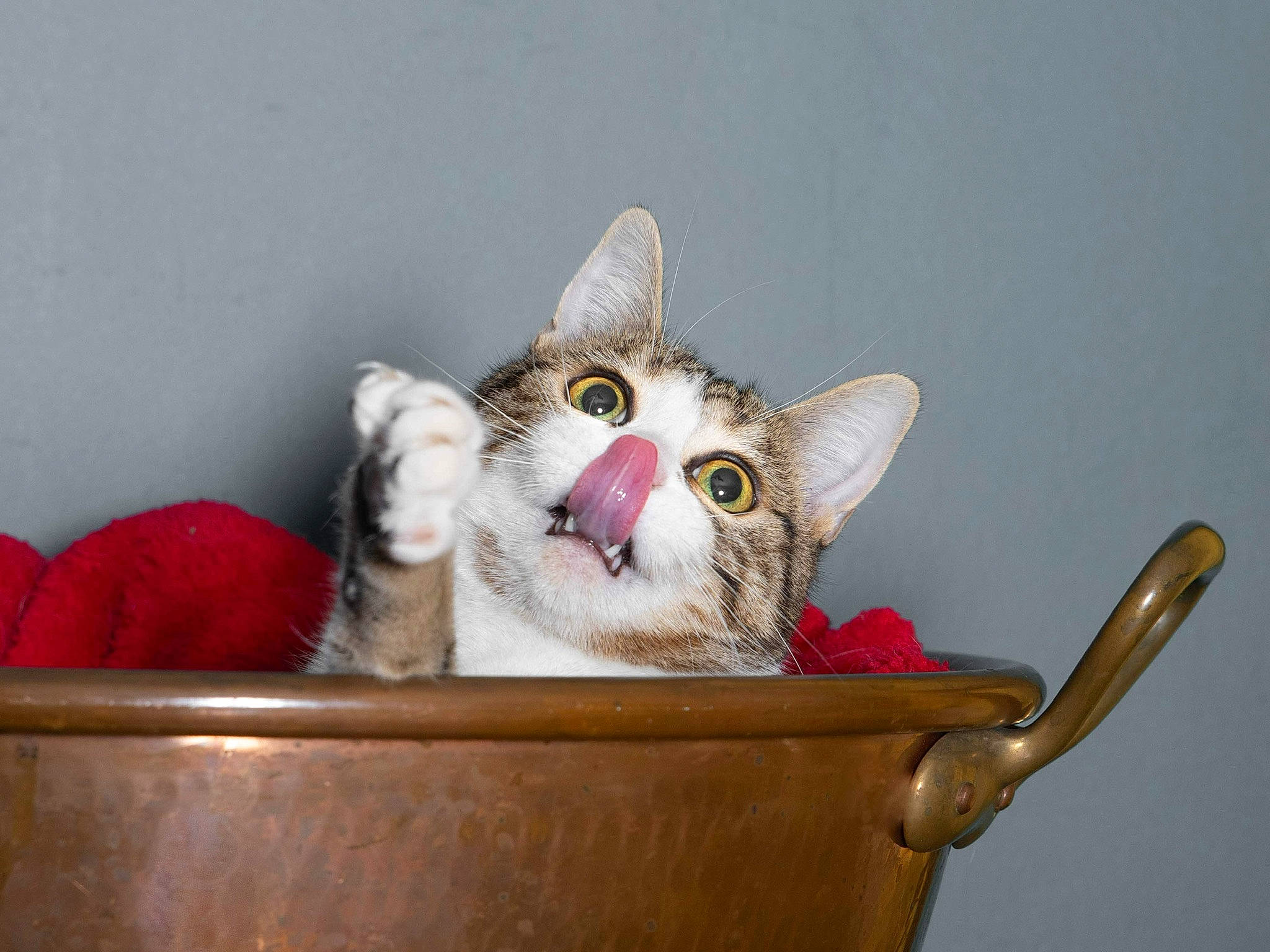 Saphir participe au concours pour gagner de l'argent avec cette photo : box, carnivore, cat, cat_supply, domestic_short_haired_cat, felidae, fur, kitchen_utensil, metal, paw, shipping_box, small_to_medium_sized_cats, snout, whiskers, wood