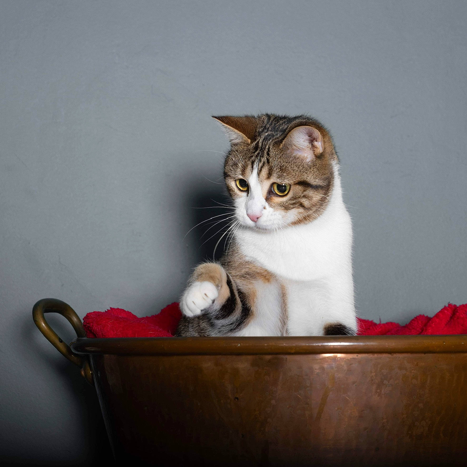 Saphir a rejoint le concours — aidez-le/la à gagner de superbes lots ! box, cardboard, carnivore, cat, cat_supply, comfort, domestic_short_haired_cat, felidae, fur, paw, pet_supply, room, sitting, small_to_medium_sized_cats, still_life_photography, tail, whiskers, wood