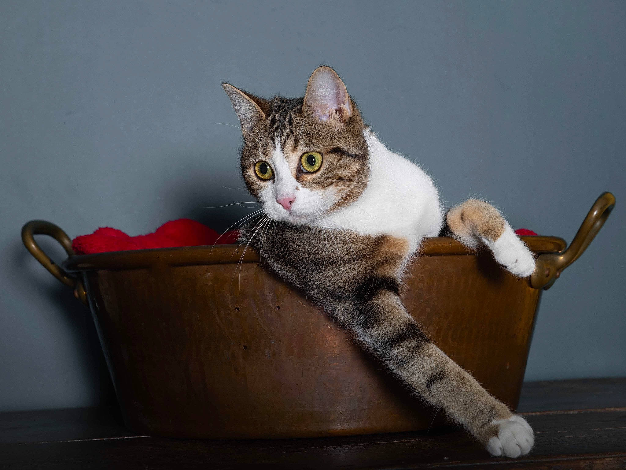 Saphir a rejoint le concours — aidez-le/la à gagner de superbes lots ! box, cardboard, carnivore, cat, claw, domestic_short_haired_cat, eye, felidae, fur, paw, sitting, small_to_medium_sized_cats, snout, tail, whiskers, wood