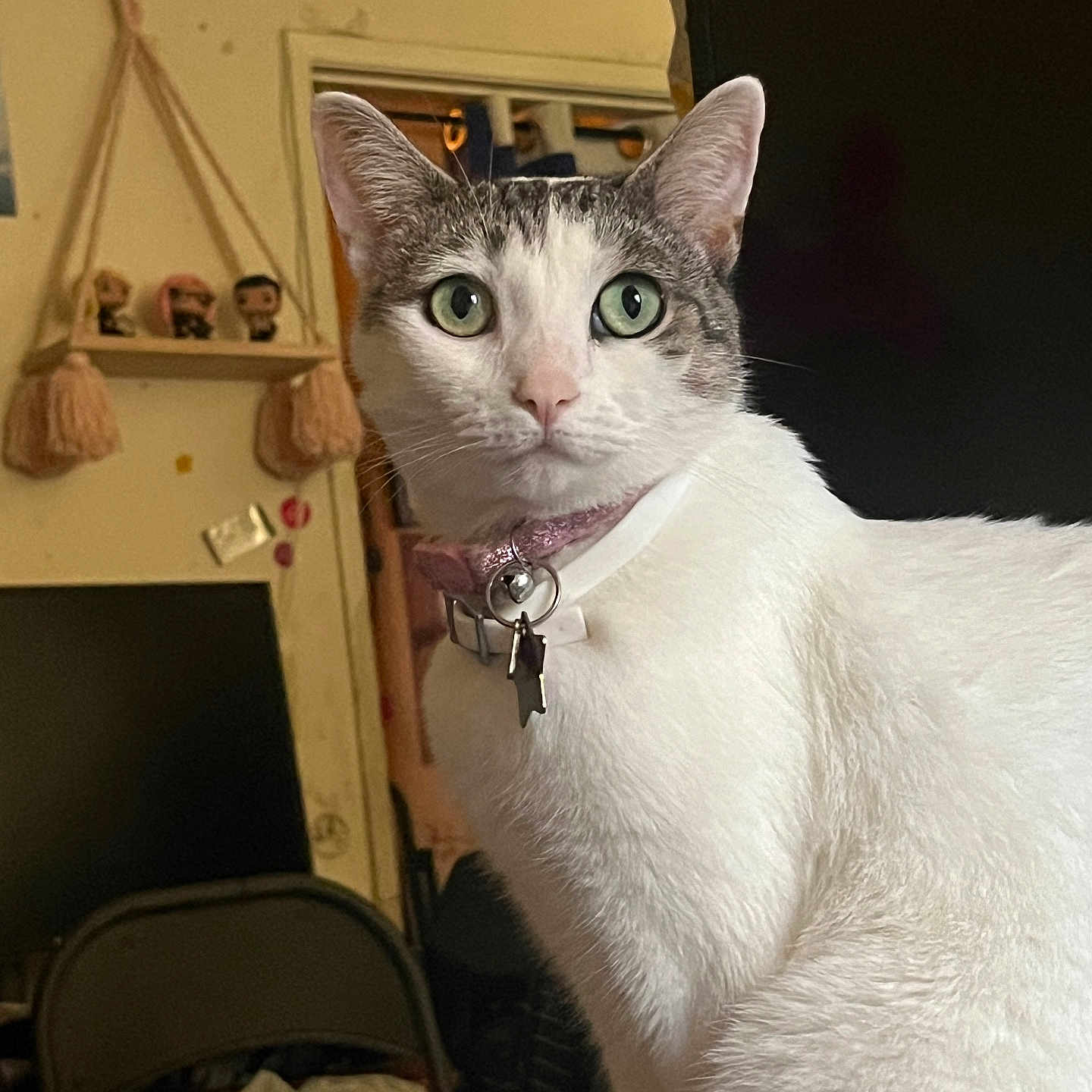 Raleigh joined the competition — help win amazing prizes! accessories, angora, animal, architecture, building, cat, chair, face, furniture, head, indoors, kitten, livingroom, manx, person, pet, photography, plant, portrait, room