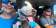 Moose Miller joined the competition — help win amazing prizes! dog, person, woman, man, sunglasses, car, seatbelt, blue_shirt, black_shirt, cap, pet, happy, tongue_out, driving, daytime, vehicle_interior, collar, tag, smile, window