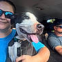 dog, person, woman, man, sunglasses, car, seatbelt, blue_shirt, black_shirt, cap, pet, happy, tongue_out, driving, daytime, vehicle_interior, collar, tag, smile, window