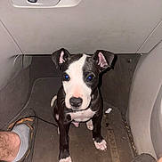 Moose Miller is registered to the contest to win money with this photo: puppy, dog, car_interior, floor, footwell, black_and_white, pet, animal, cute, looking_up, sitting, feet, slippers, socks, car_mat, indoor, young_dog, canine, companionship, curious