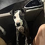puppy, dog, car_interior, dashboard, air_vent, black_and_white, pet, animal, curious, looking_up, floor, legs, seated_person, indoors, cute, young_dog, short_fur, front_paws, car_seat, companionship