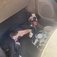 Moose joined the competition — help win amazing prizes! dog, black_and_white, lying_down, car_interior, stuffed_animal, toy, floor_mat, relaxed, tongue_out, pet, companion, vehicle, seat, vent, smiling, domestic_animal, canine, indoor, resting, cute