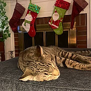 Bear is registered to the contest to win money with this photo: cat, tabby_cat, sleeping, fireplace, christmas_stockings, holiday_decor, indoor, furniture, gray_surface, plant, candlesticks, brick, cozy, resting, pet, home, festive, decorations, animal, relaxing